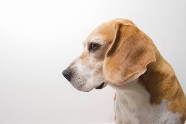 eski beagle doğurmak köpek