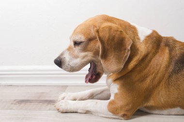 eski beagle doğurmak köpek