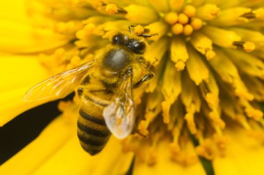 Sarı bir çiçek toplama bal arı yakın çekim