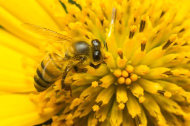 Sarı bir çiçek toplama bal arı yakın çekim