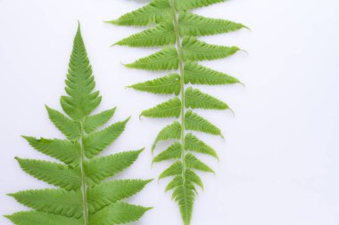 Yeşil eğreltiotu yaprakları beyaz arka planda - Tracheophyta