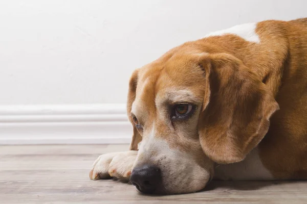 Viejo beagle crianza perro — Foto de Stock