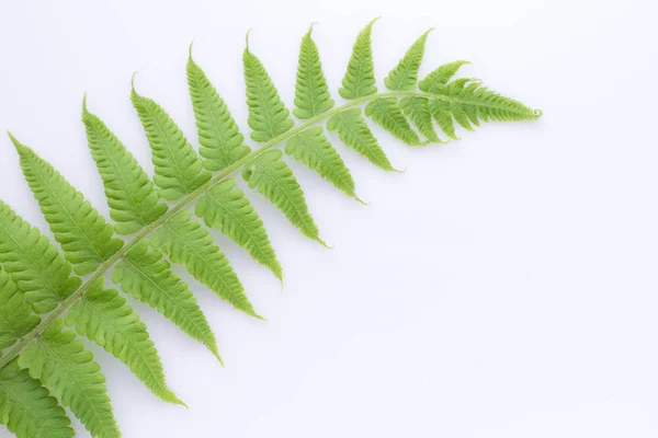 Green fern leaves on white background - Tracheophyta