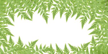 Yeşil eğreltiotu yaprakları beyaz arka planda - Tracheophyta