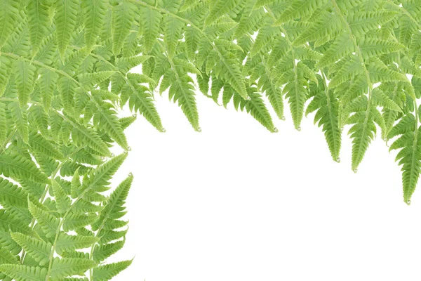 Gröna ormbunksblad på vit bakgrund - Tracheophyta — Stockfoto