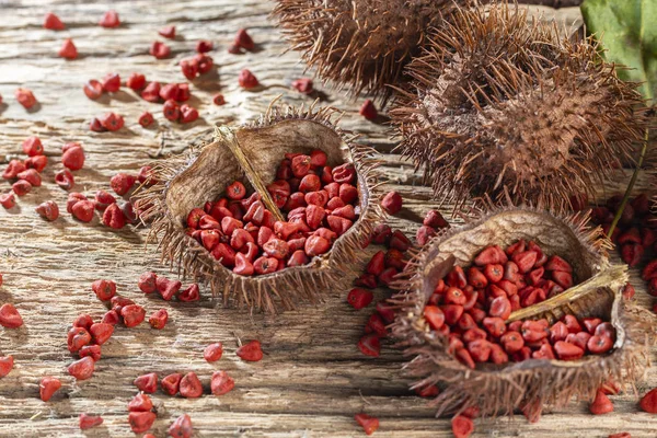 Orta Amerika ve Güney Amerika'nın yerlerinde'achiote tohumları yemek sezon için kullanılır — Stok fotoğraf