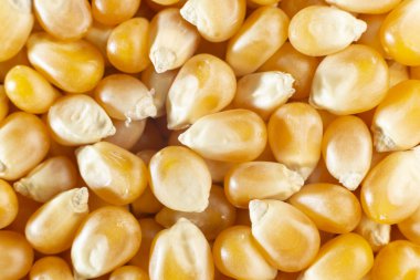 Sarı mısır, yakın plan.
