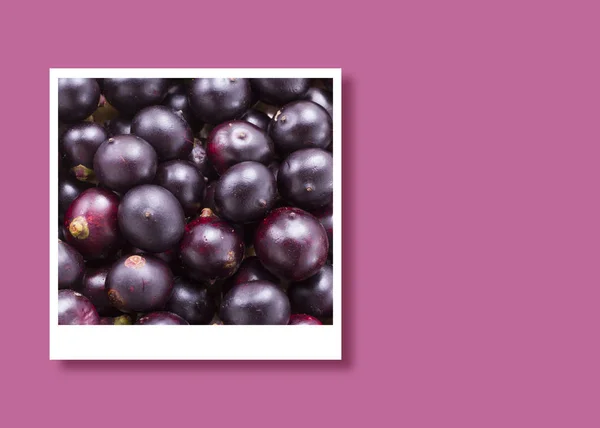 Acai fruits in instant photo frame, space for text — Stock Photo, Image