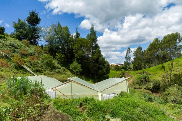 哥伦比亚安蒂奥基亚山区的蔬菜温室 — 图库照片