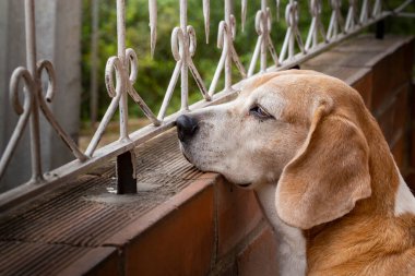 Yaşlı av köpeği, efendisine üzgün dua ediyor.