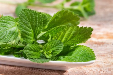 Masada mor adaçayı, Lippia Alba