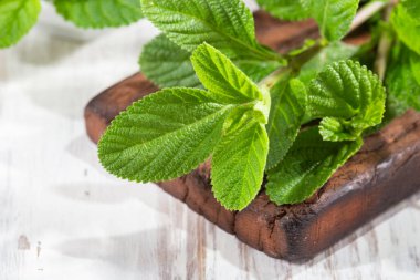 Masada mor adaçayı, Lippia Alba