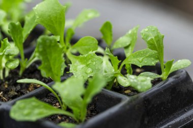 Yumuşak doğal ışıkta bir fidanlıkta yetişen küçük fideler.