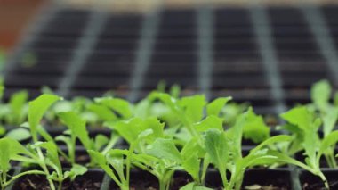 Bir fidyede marul fideleri planı