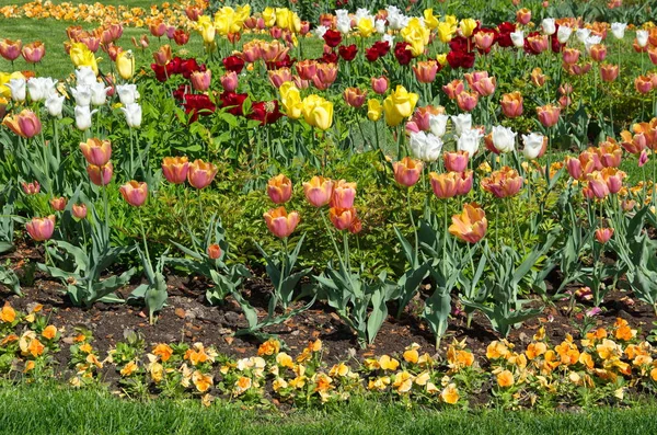 Schönes Blumenbeet Mit Bunten Tulpen — Stockfoto