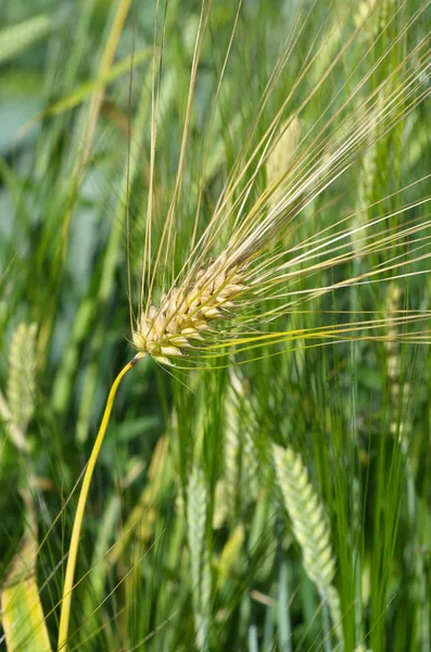 Mature barley ear close-up