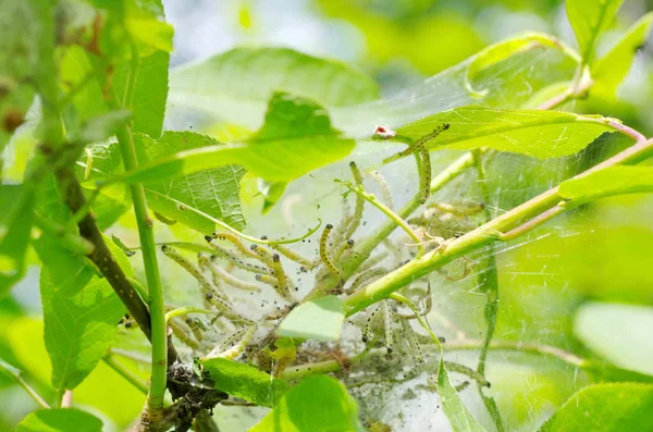 Cocon Blanc Avec Chenilles Intérieur Sur Une Branche Cerisier Oiseau — Photo