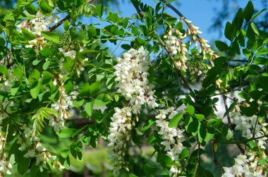 Akasya beyaz çiçekler bahar günü içinde