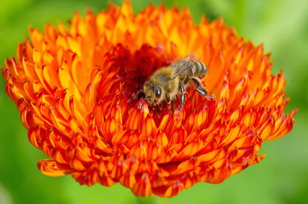 Lebah Mengumpulkan Nektar Pada Bunga Calendula — Stok Foto