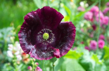 Çiçekli haşhaş yaz bahçesinde