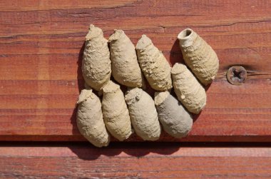 Yaban arıları sceliphron ahşap yüzeyde kil Yuvaları