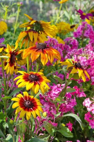 Krásné Kvetoucí Rudbeckia Letní Zahradě — Stock fotografie
