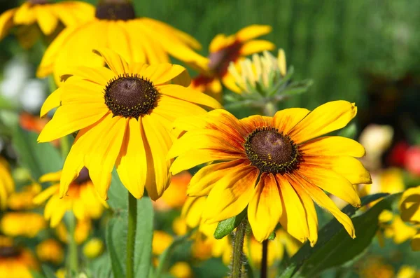 Flor Rudbeckia Flor Close — Fotografia de Stock