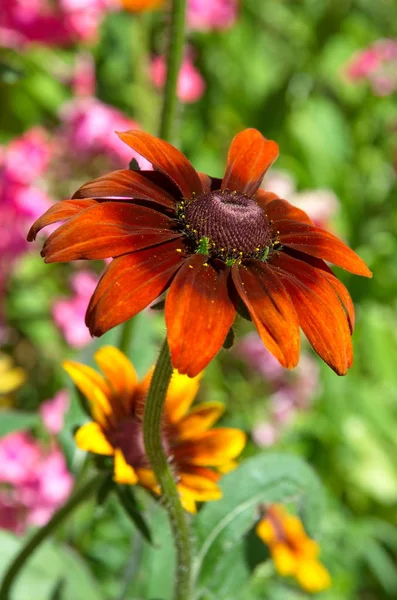 Rudbeckia Virág Közelről — Stock Fotó