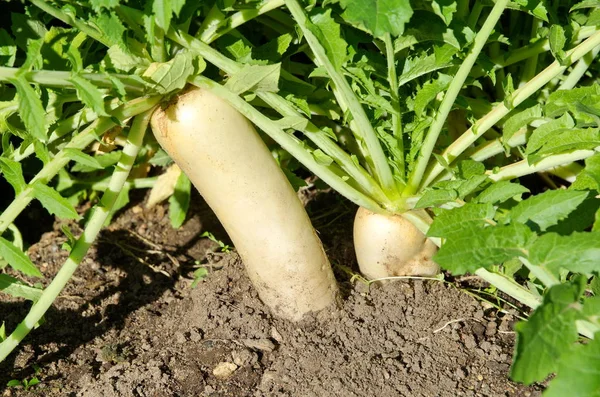 Növényi Kertben Fehér Daikon Retek — Stock Fotó