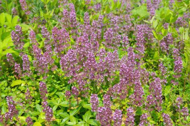 Kekik sıradan (lat. Origanum vulgare çiçekli)