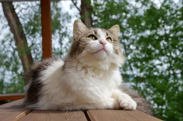 Long Haired Cat Outdoors — Stock Photo, Image