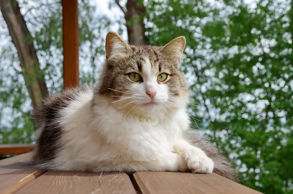 Retrato Gato Esponjoso Aire Libre — Foto de Stock