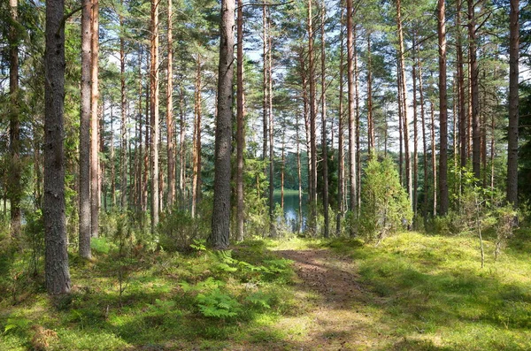 Naturaleza Seliger Bosque Coníferas Orilla Del Lago — Foto de Stock