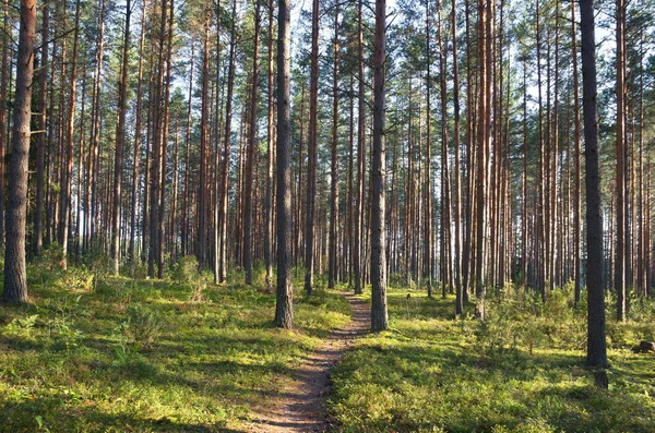 Naturaleza Seliger Bosque Pino — Foto de Stock