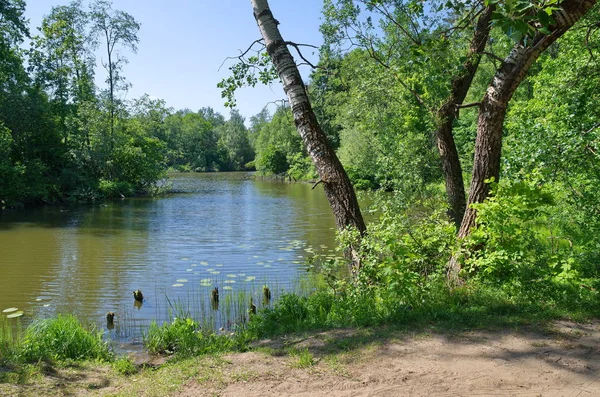 Paysage Estival Avec Rivière Arbres Sur Rivage — Photo