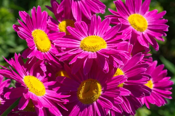 Rózsaszín Pyrethrum Lat Pyrethrum Roseum Kerti Közelről — Stock Fotó