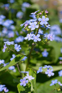 Büyük yapraklı çiçek açan Bruner (lat. Brunnera macrophylla) Bahçe closeup içinde