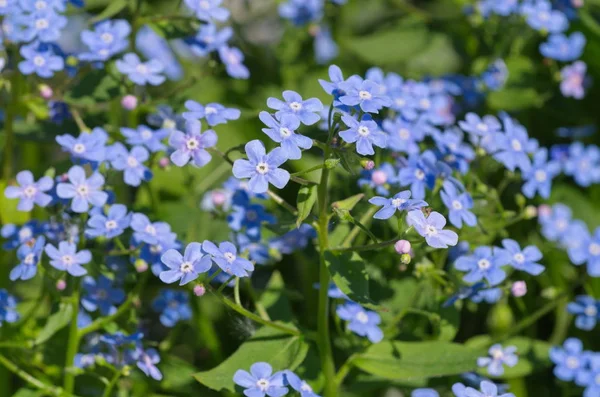 Ανθισμένα Bruner Καταρροές Lat Brunnera Macrophylla Στον Κήπο — Φωτογραφία Αρχείου