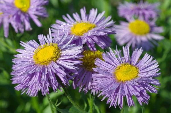 Erigeron çiçek Bahçe yakın çekim içinde yağmur damlaları içinde