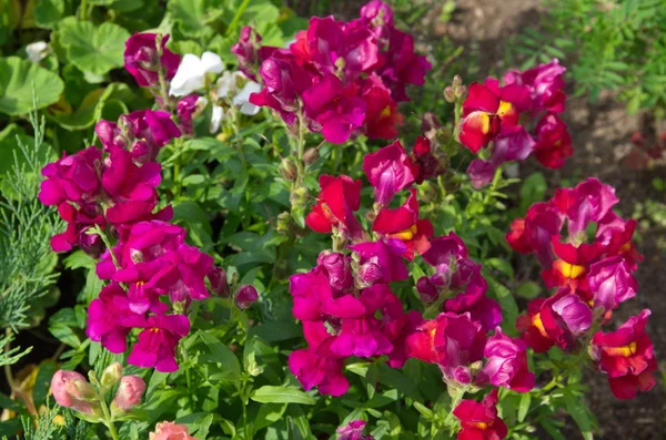 Fiore Antirrhinum Fiorisce Sull Aiuola — Foto Stock