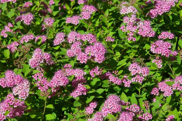 Blooming Spirea Japanese Lat Spiraea Japonica — Stock Photo, Image