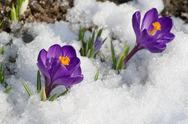 Purple Crocuses Flores Nieve —  Fotos de Stock