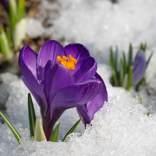 Blooming Purple Crocus Snow Close — Stock Photo, Image