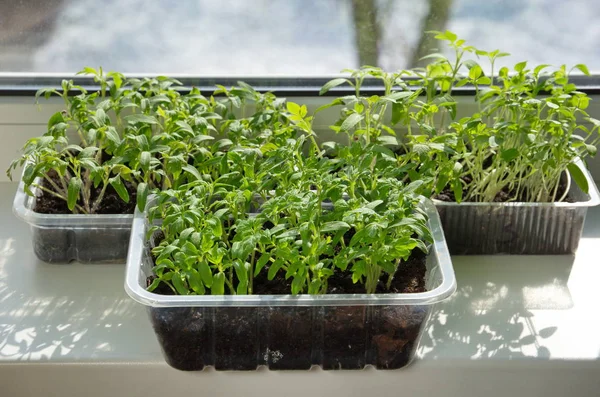 Piantine Pomodoro Contenitori Plastica Sul Davanzale Della Finestra — Foto Stock