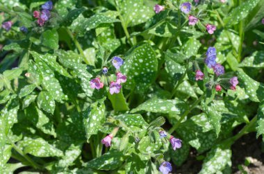 Pulmonaria saccharata çiçek bahar bahçesinde. Lungwort şeker, benekli