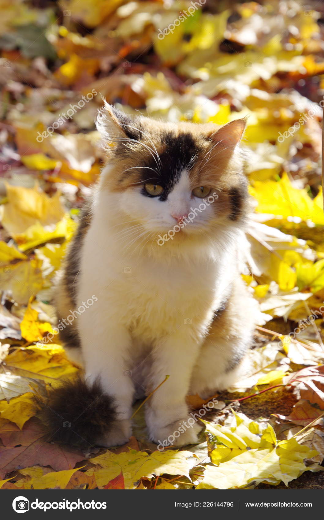 Cat Autumn Fallen Leaves Stock Photo C Koromelena Yandex Ru