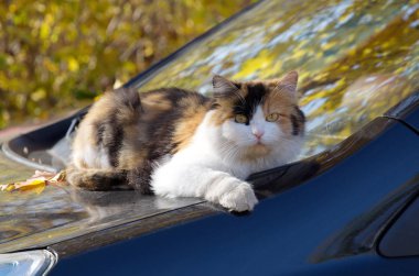 Kedi bir Sunny arabanın kaputuna sonbahar günü yatıyor