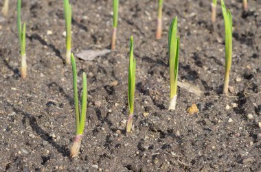 Genç sürgünler sarımsak ile sebze bahçesi