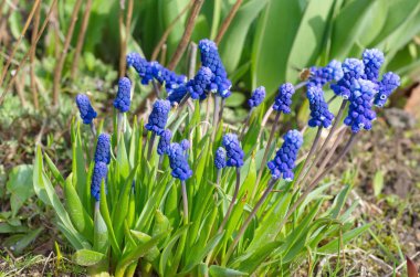 Muscari çiçekler bahar flowerbed (lat. Micah latifolium Kirk)