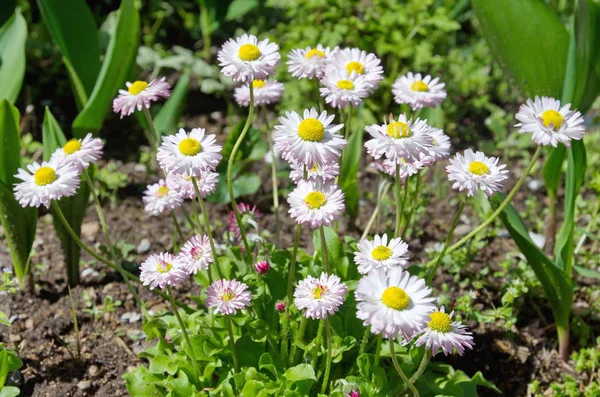 Virágzó Daisies Virágok Lat Bellis Perennis — Stock Fotó